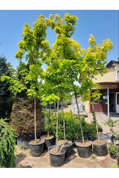 Клён остролистный Принцетон Голд - 45л/вис.280-340см/Ø60-80см/ШТАМБ 150-160см/обхват 8-10см